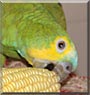 Tut the Amazon Parrot