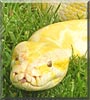 Daisy the Albino Burmese Python