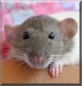 Olive the Dumbo Rat