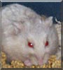 Laya the Dwarf Hamster