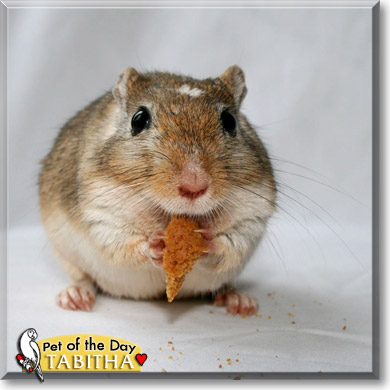 Tabitha, the Pet of the Day Tabitha, the Pet of the Day