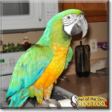 Koo-Koo, the Pet of the Day Koo-Koo, the Pet of the Day