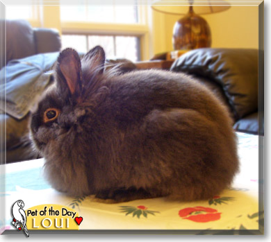 Loui, the Pet of the Day Loui, the Pet of the Day