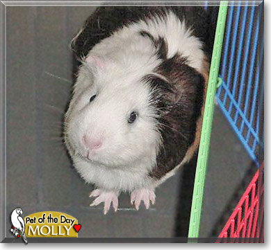 Molly, the Pet of the Day Molly, the Pet of the Day