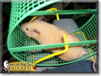 Charlie, the Pet of the Day
