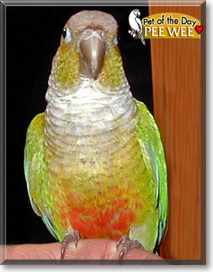 Pee Wee, the Pet of the Day Pee Wee, the Pet of the Day