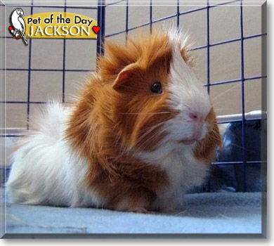 Jackson, the Pet of the Day
