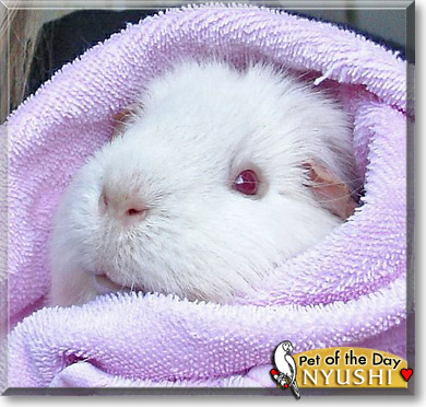 Nyushi, the Pet of the Day Jackson, the Pet of the Day