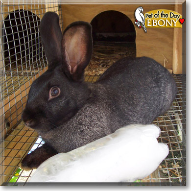 Ebony, the Pet of the Day Ebony, the Pet of the Day