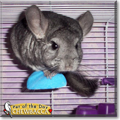 Chewbacca, the Pet of the Day