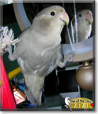Zizi, the Pet of the Day Zizi, the Pet of the Day