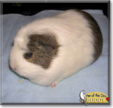 Buddy, the Pet of the Day