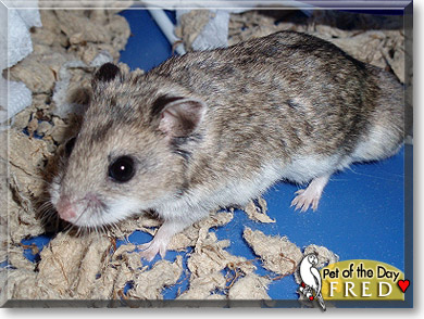 Fred, the Pet of the Day Fred, the Pet of the Day