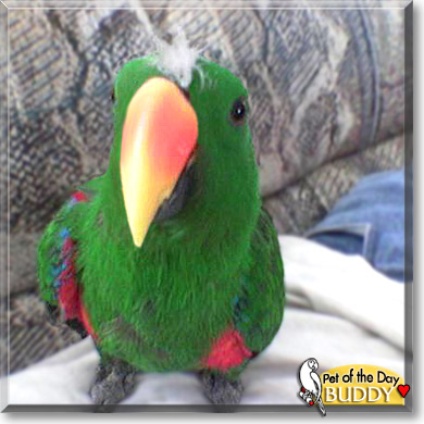 Buddy, the Pet of the Day
