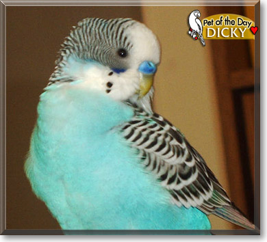 Dicky, the Pet of the Day