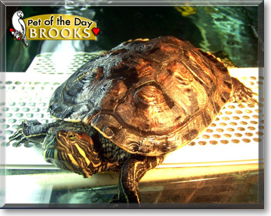 Brooks, the Pet of the Day