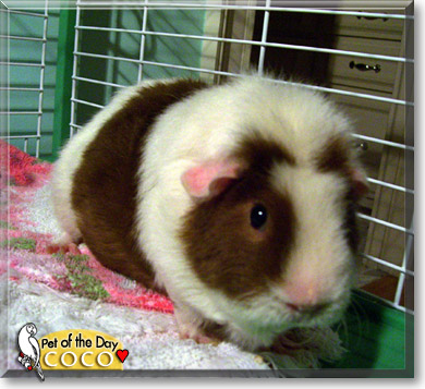 Coco, the Pet of the Day Coco, the Pet of the Day