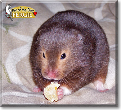 Fergie, the Pet of the Day
