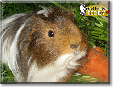 Teddy, the Pet of the Day Teddy, the Pet of the Day