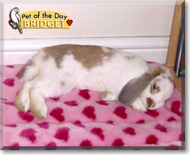 Bridget, the Pet of the Day Bridget, the Pet of the Day