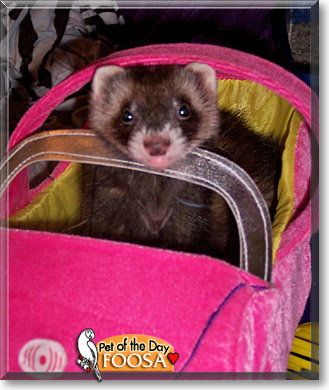 Foosa, the Pet of the Day Foosa, the Pet of the Day