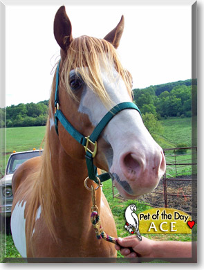 Ace, the Pet of the Day