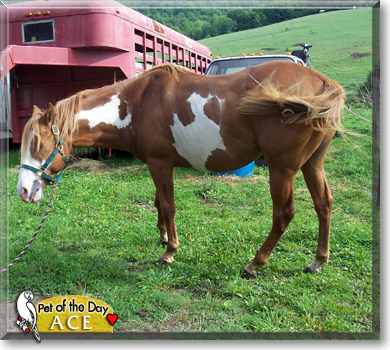 Ace, the Pet of the Day