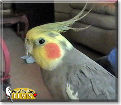 Elvis, the Pet of the Day Elvis, the Pet of the Day
