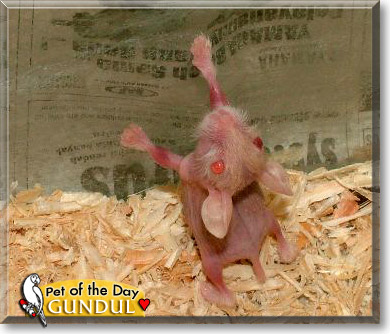 Gundul, the Pet of the Day Gundul, the Pet of the Day
