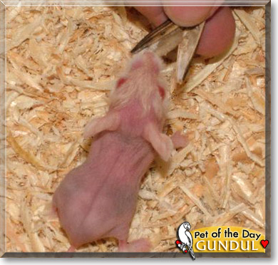 Gundul, the Pet of the Day