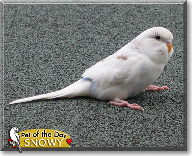 Snowy, the Pet of the Day