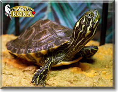 Roka, the Pet of the Day Roka, the Pet of the Day