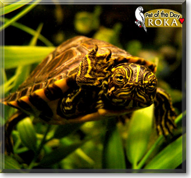 Roka, the Pet of the Day