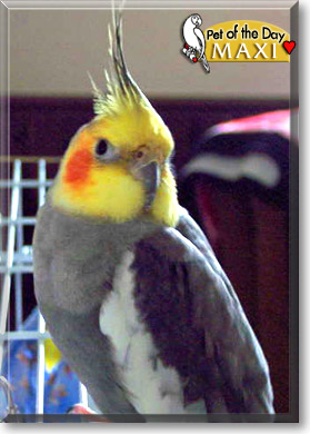 Maxi, the Pet of the Day Maxi, the Pet of the Day