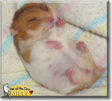 Miley, the Pet of the Day Miley, the Pet of the Day
