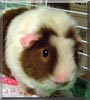 Coco the Guinea Pig
