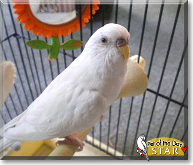 Star, the Pet of the Day
