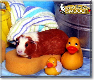 Smooch, the Pet of the Day Smooch, the Pet of the Day