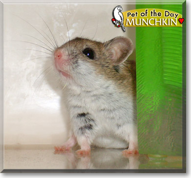 Munchkin, the Pet of the Day Munchkin, the Pet of the Day