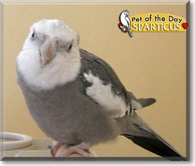 Sparticus, the Pet of the Day Sparticus, the Pet of the Day