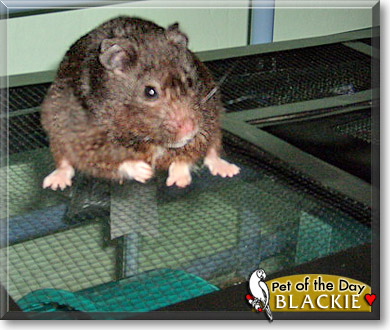 Blackie, the Pet of the Day Blackie, the Pet of the Day