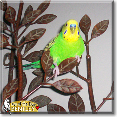 Bentley, the Pet of the Day Bentley, the Pet of the Day