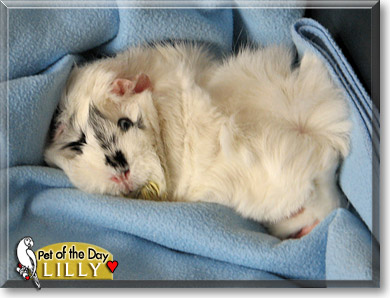 Lilly, the Pet of the Day Lilly, the Pet of the Day