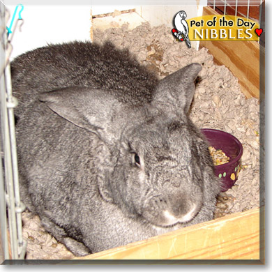 Nibbles, the Pet of the Day Nibbles, the Pet of the Day