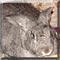 Pet of the Day