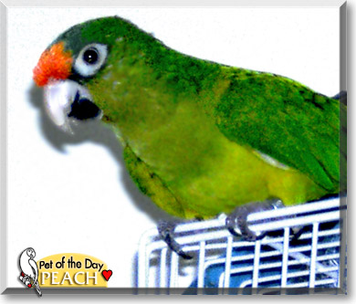Peach, the Pet of the Day Peach, the Pet of the Day