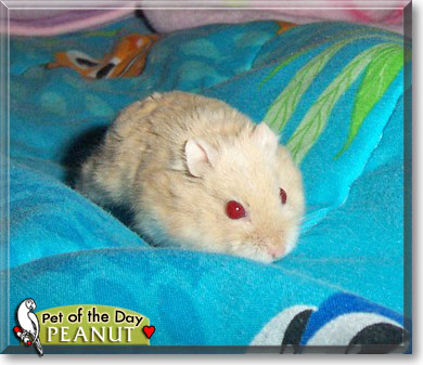 Peanut, the Pet of the Day Peanut, the Pet of the Day