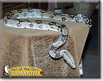 Samantha, the Pet of the Day Samantha, the Pet of the Day