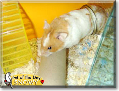 Snowy, the Pet of the Day Snowy, the Pet of the Day