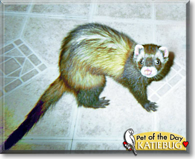 Katiebug, the Pet of the Day Katiebug, the Pet of the Day